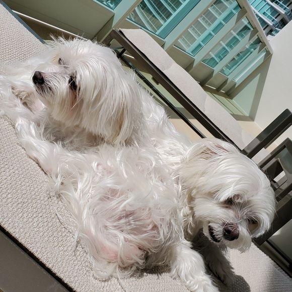 Meet your Posher, Sylvia - Picture 1 of 1